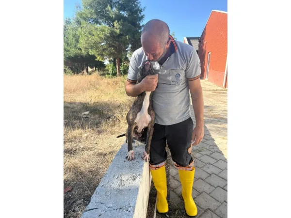 Denizli'de yasak ırk köpekler uygun şartlarda bakılıyor